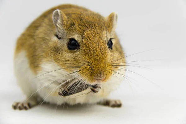 beyaz arka plan üzerinde bir boru yeme kahverengi ve beyaz gerbil
