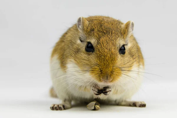 Um gerbil marrom e branco comendo um cachimbo no fundo branco — Fotografia de Stock