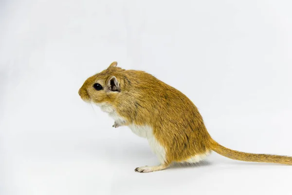 A brown and white gerbil, rodent, on white background — Stock Photo, Image