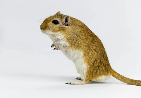 Een bruine en witte gerbil, knaagdier, op witte achtergrond — Stockfoto