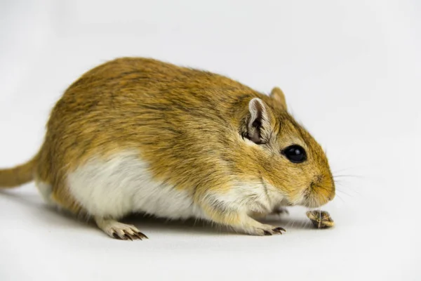 Een bruine en witte gerbil die een pijp op een witte achtergrond eet — Stockfoto