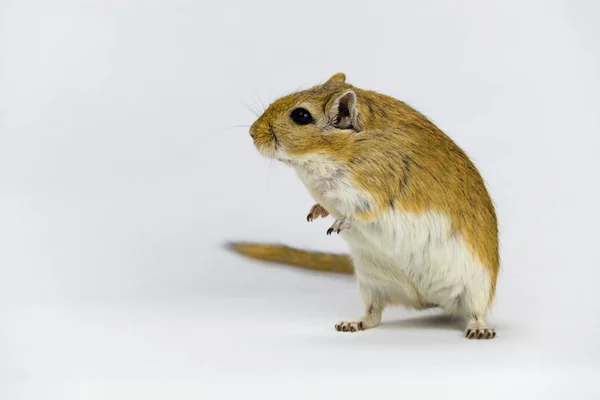 Um gerbil marrom e branco, roedor, sobre fundo branco — Fotografia de Stock