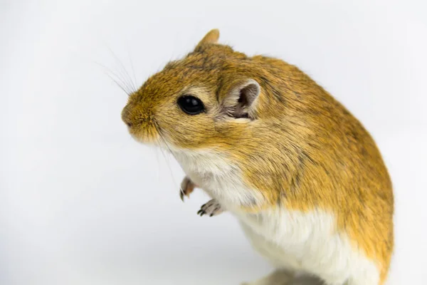 Een bruine en witte gerbil, knaagdier, op witte achtergrond — Stockfoto