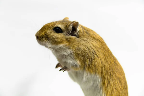 A brown and white gerbil, rodent, on white background — Stock Photo, Image