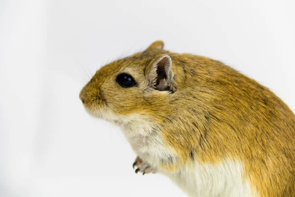 Een bruine en witte gerbil, knaagdier, op witte achtergrond — Stockfoto