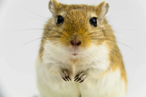 Een bruine en witte gerbil, knaagdier, op witte achtergrond — Stockfoto