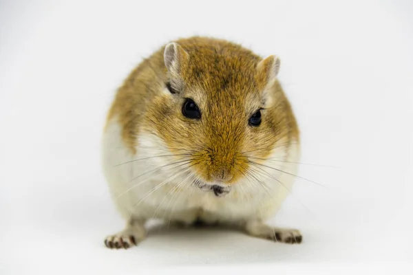 Un gerbillo marrone e bianco che mangia un tubo su sfondo bianco — Foto Stock