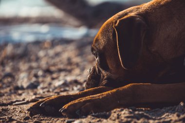 Sahilde boksör köpek. Yüz ifadesi ve pozlar. Kopyalama alanı