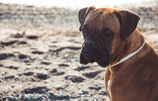 Boxer chien sur la plage. Expression du visage et poses. Espace de copie — Photo