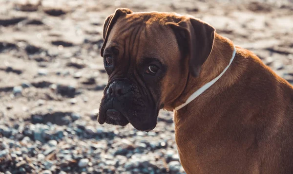 Boxer chien sur la plage — Photo