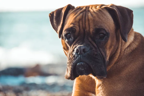 Боксерская собака на пляже. Лицо и позы. Копирование пространства — стоковое фото