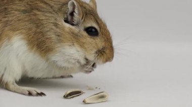 beyaz arka plan üzerinde bir boru yeme kahverengi ve beyaz gerbil
