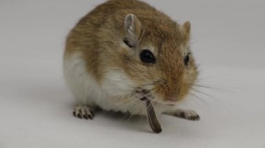 beyaz arka plan üzerinde bir boru yeme kahverengi ve beyaz gerbil