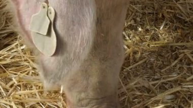 Çiftlikte domuz yemek, closeup