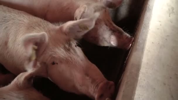 Schweinemastanlage Mit Vielen Schweinen — Stockvideo