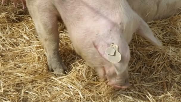 Suínos Fazenda Comendo Close — Vídeo de Stock