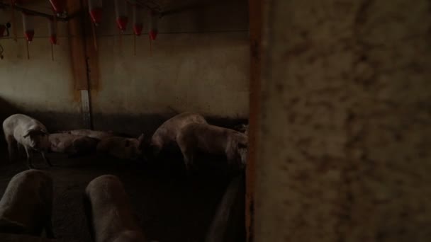 在养猪场旅行 有许多猪 — 图库视频影像
