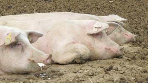粉红色的猪在乡下睡觉 — 图库视频影像