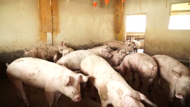 Varkenshouderij Met Veel Roze Varkens — Stockvideo