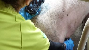 bir domuz ultrason geçen veteriner doktor