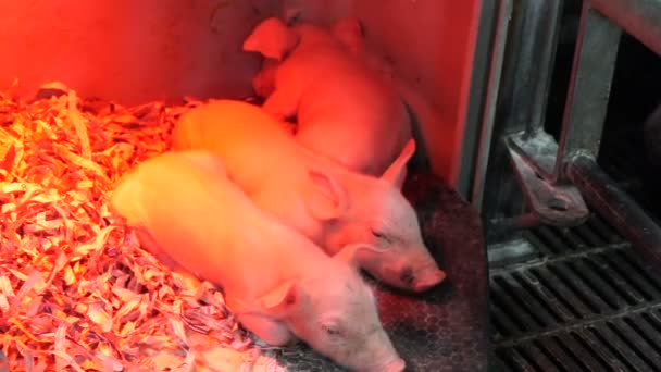 Los Cerdos Duermen Granja Porcicultura — Vídeos de Stock