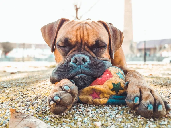 Boxer dog lying down playing with a ball in a park