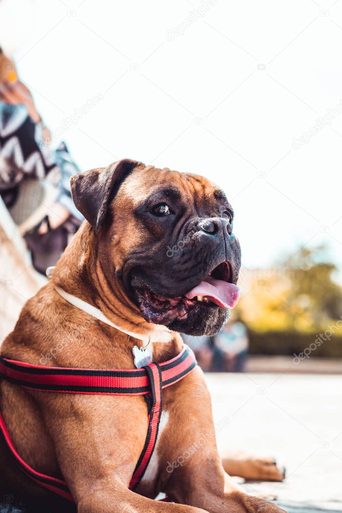 Boxer dog lying down and looking at camera, in a park