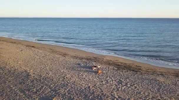 Menina Cachorro Praia Pôr Sol Vista Aérea — Vídeo de Stock