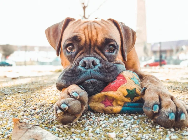 Boxer chien couché jouant avec une balle dans un parc — Photo