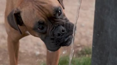 Park çeşmesinden köpek içme suyu - yavaş çekim