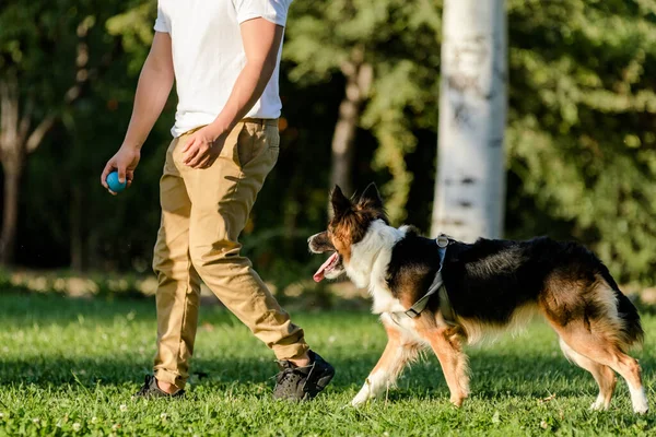 Nierozpoznawalna osoba z piłką bawiąca się swoim psem Border Collie — Zdjęcie stockowe