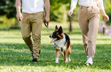 Köpekleri Border Collie ile parkta yürüyen genç bir çift. Tanınmayan Kişiler