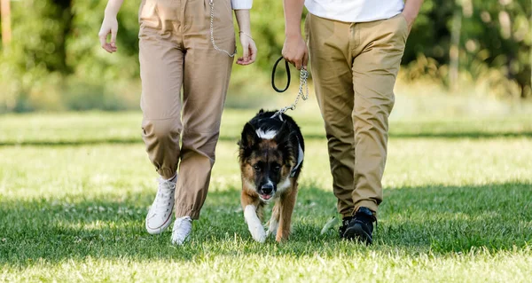 Köpekleri Border Collie ile parkta yürüyen genç bir çift. Tanınmayan Kişiler