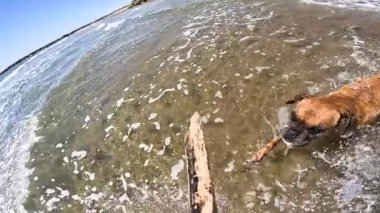 Kahverengi boksör köpeği yakalamaca oynamayı, güneşli bir günde okyanus dalgalarından sopa toplamayı sever.