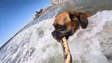 Boksör köpeği neşeyle tahta sopayı topluyor okyanus dalgalarında yüzerken, neşeli sahil hayatı ve köpek enerjisini somutlaştırıyor.