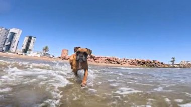 Güneşli bir günde, sığ deniz suyunda koşan boksör köpeği güneşli yaz gününde mavi gökyüzüne çarpıyor.
