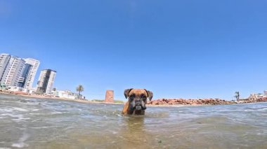 Mavi okyanus dalgalarında kürek çeken boksör köpeği, kıyı kenti yakınlarında güneşli yaz tatili boyunca saf neşeyle sıçrıyor.