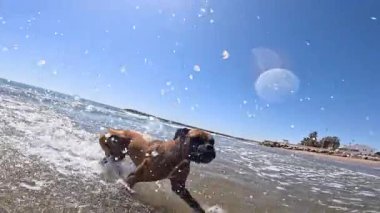 Enerjik kahverengi boksör kumlu kıyı şeridinde hoplayıp zıplarken sığ sularda neşeli bir coşkuyla