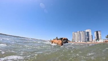 Şehir sahilinde sığ sularda yüzen boksör köpeği açık mavi gökyüzü etrafında uçan damlalar ve güneşli yaz gününde parlak güneş ışığı ile çevrili.