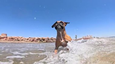 Güneşli kıyı gününde köpüklü sığ deniz suyunda koşan boksör köpeği açık mavi gökyüzü ve arka planda kayalık kıyı şeridi