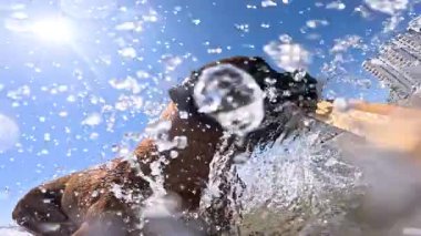 Kumsalda güneşli bir günün tadını çıkaran boksör köpeği sığ sulardan neşeyle bir sopa alıyor.