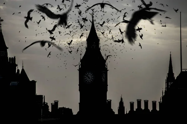 Siluet Hitam Big Ben Dengan Burung Gelap Senja — Stok Foto