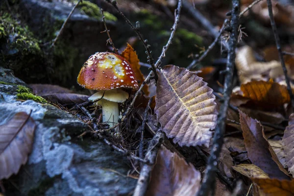 Amanita Muscaria Comúnmente Conocida Como Mosca Agárica Amanita Mosca Basidiomiceto —  Fotos de Stock