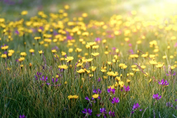 春の芝生に咲く黄色い花 — ストック写真