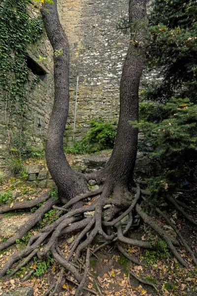 Дві Старі Дерева Переплетеними Коренями — стокове фото