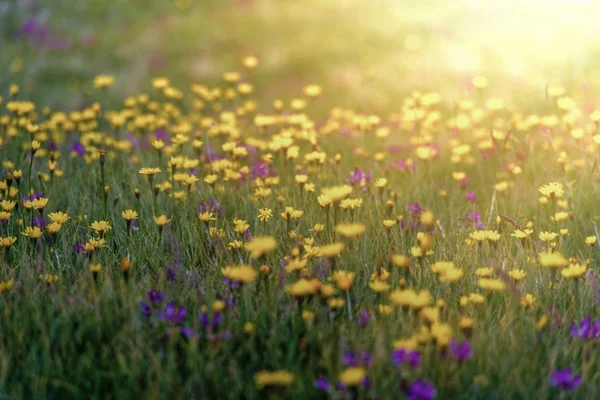 春の芝生に咲く黄色い花 — ストック写真