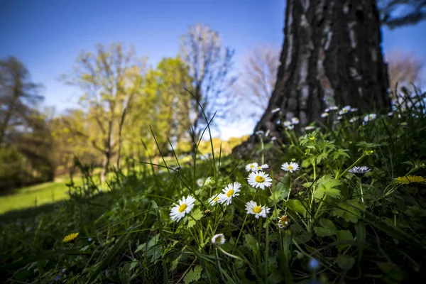 Weiße Wildblumen Wachsen Sonnigen Tagen Wald — Stockfoto