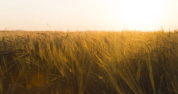 Atemberaubende Landschaft Des Sonnenuntergangs Mit Grünem Rasen — Stockfoto