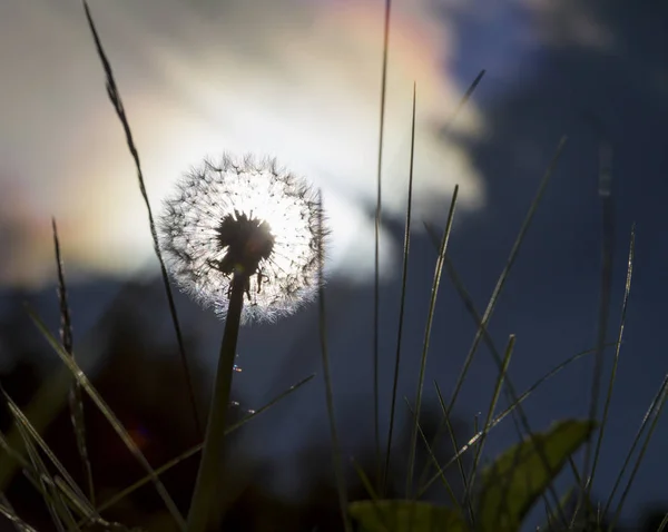 Vackra Maskros Blomma Vid Solnedgången Äng Landskap — Stockfoto