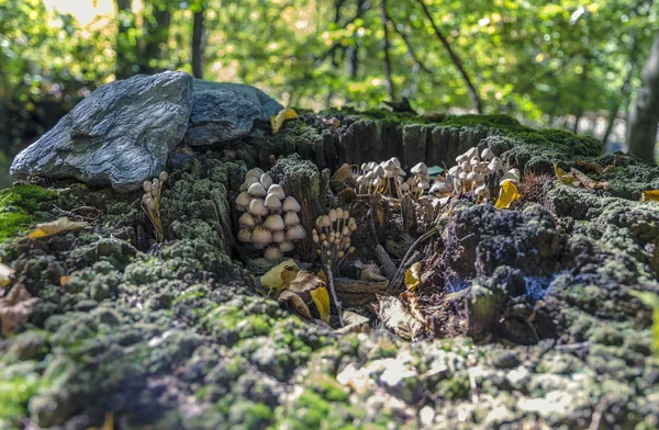 Champiñones Blancos Pequeños Bosque Primer Plano —  Fotos de Stock